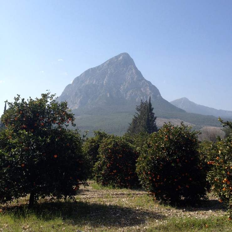 Orange trees are everywhere